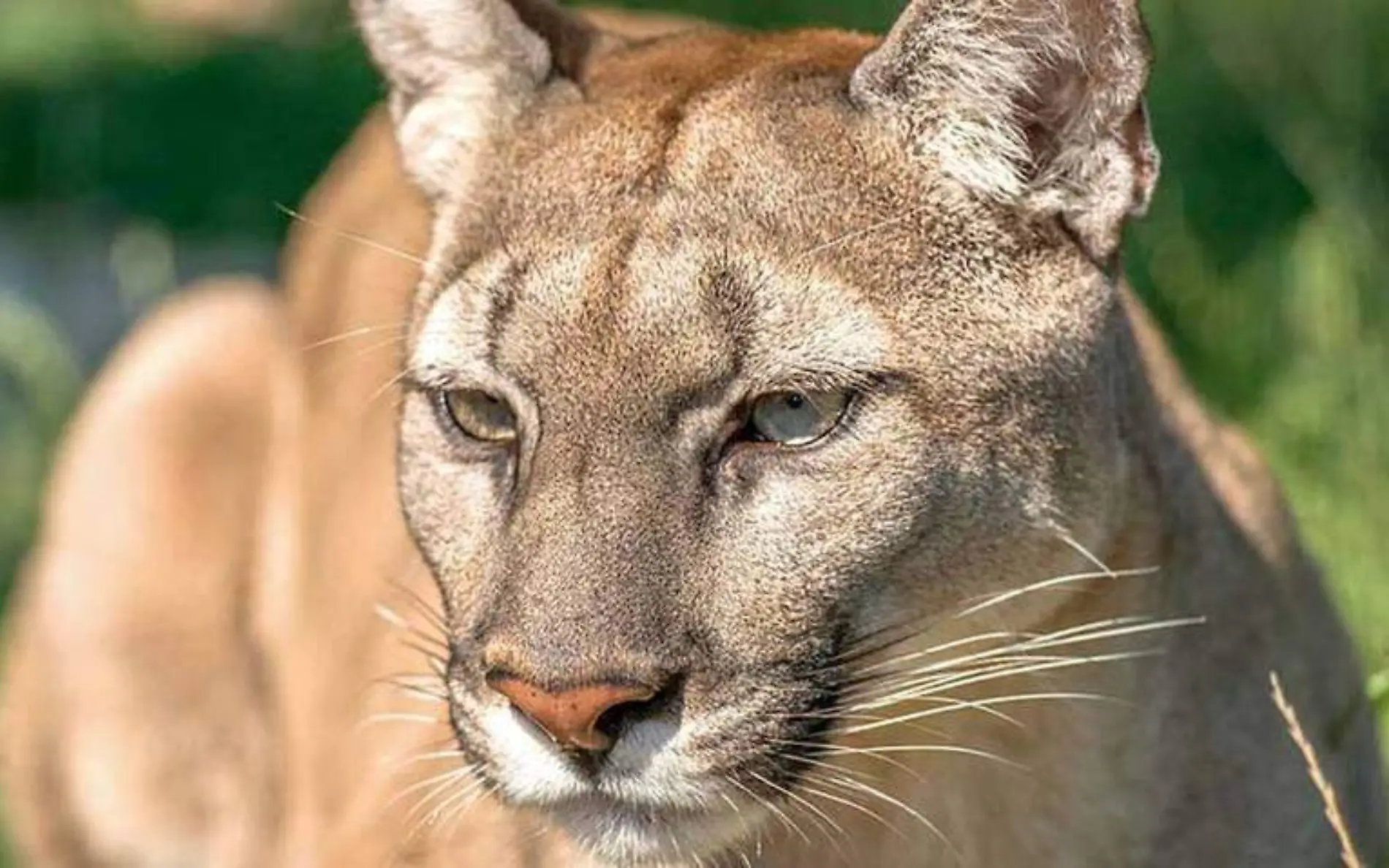 Puma concolor